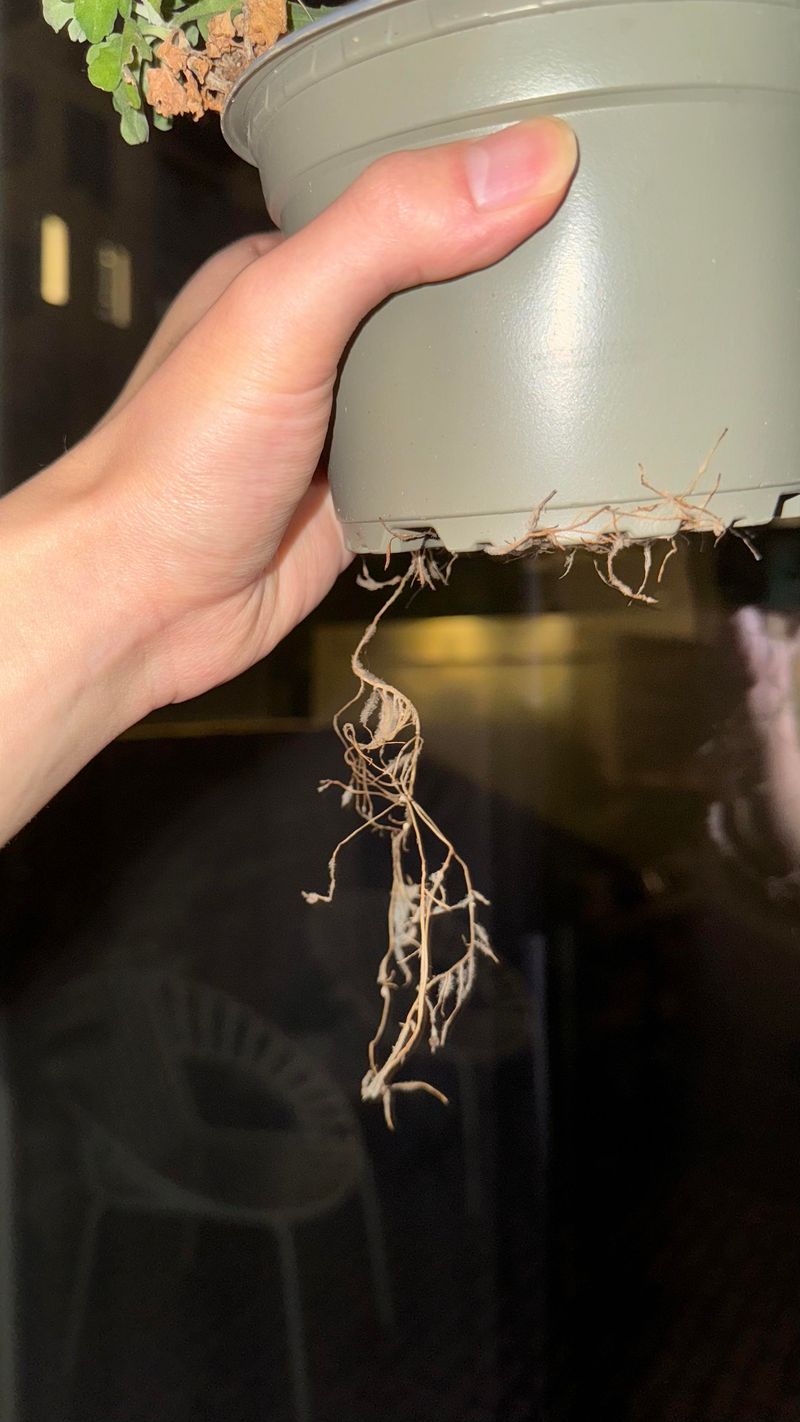 Ignoring Root Health Before Purchase