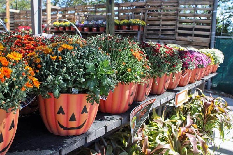Ignoring The Root System Before Purchase