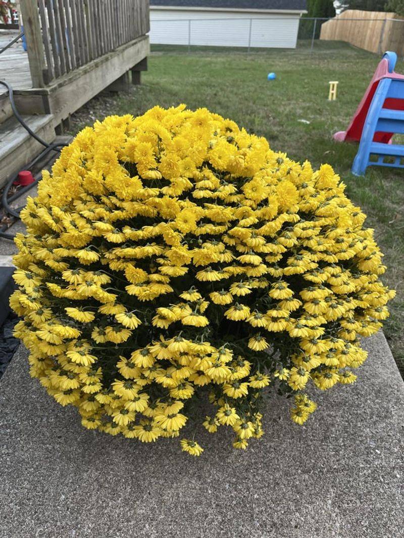 Ignoring The Root System Completely