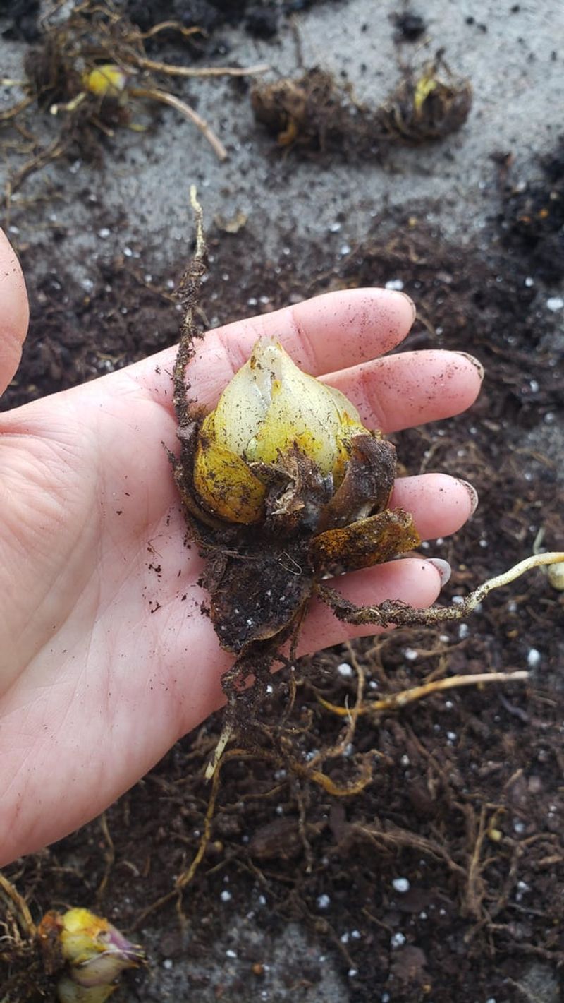 Ignoring Soil Drainage Problems