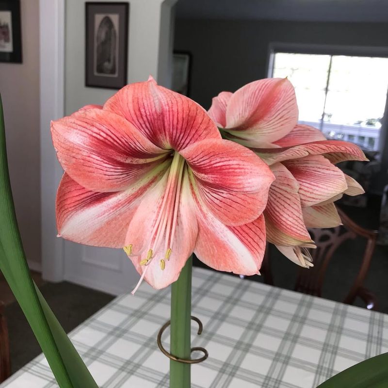 Amaryllis