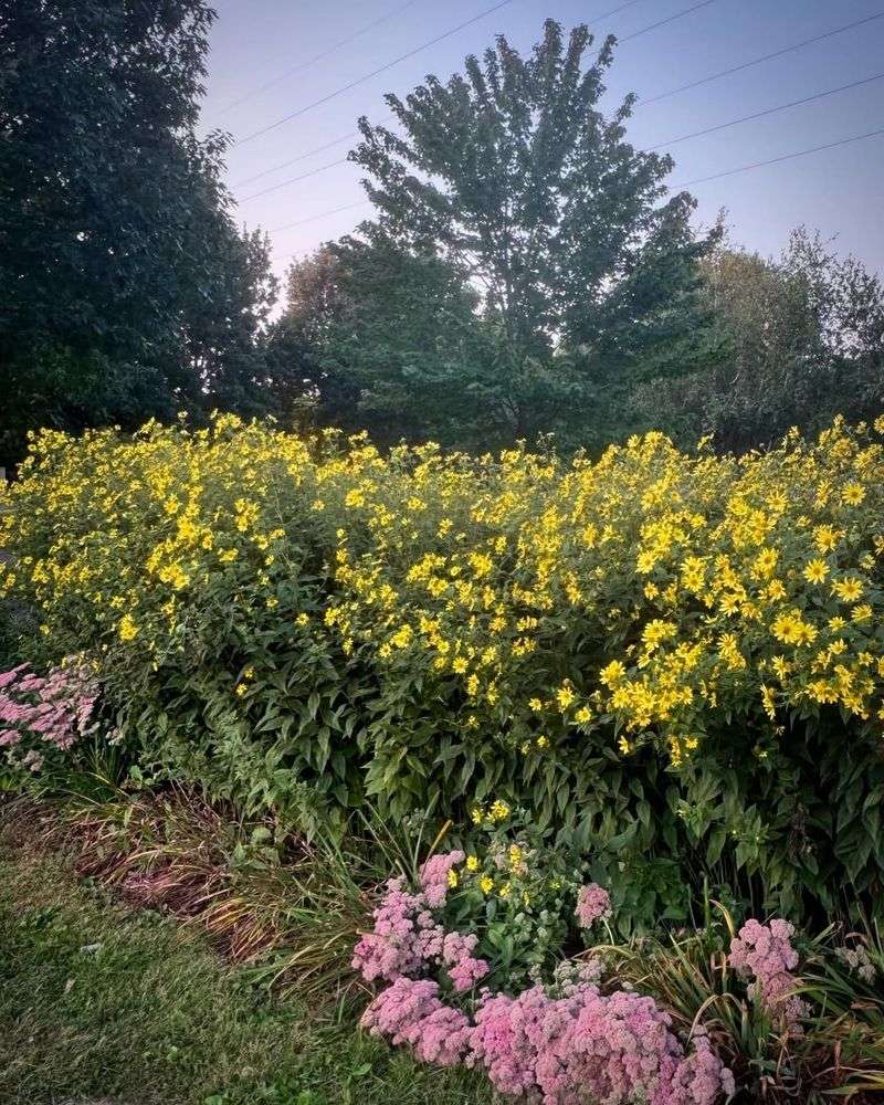 Helianthus 'Lemon Queen'