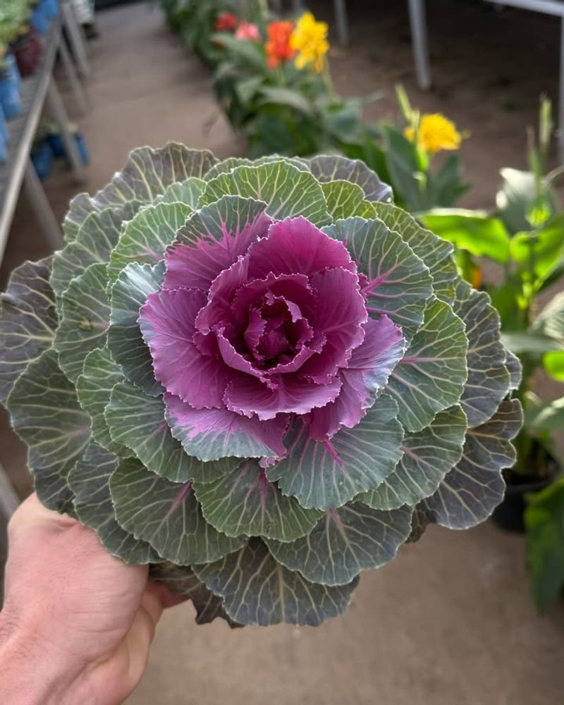Ornamental Cabbage