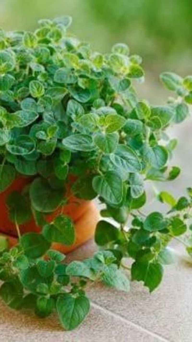 Oregano