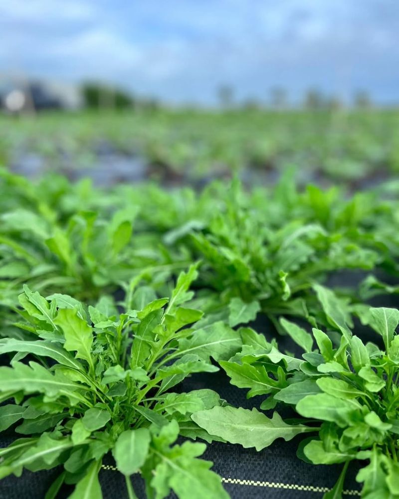 Arugula