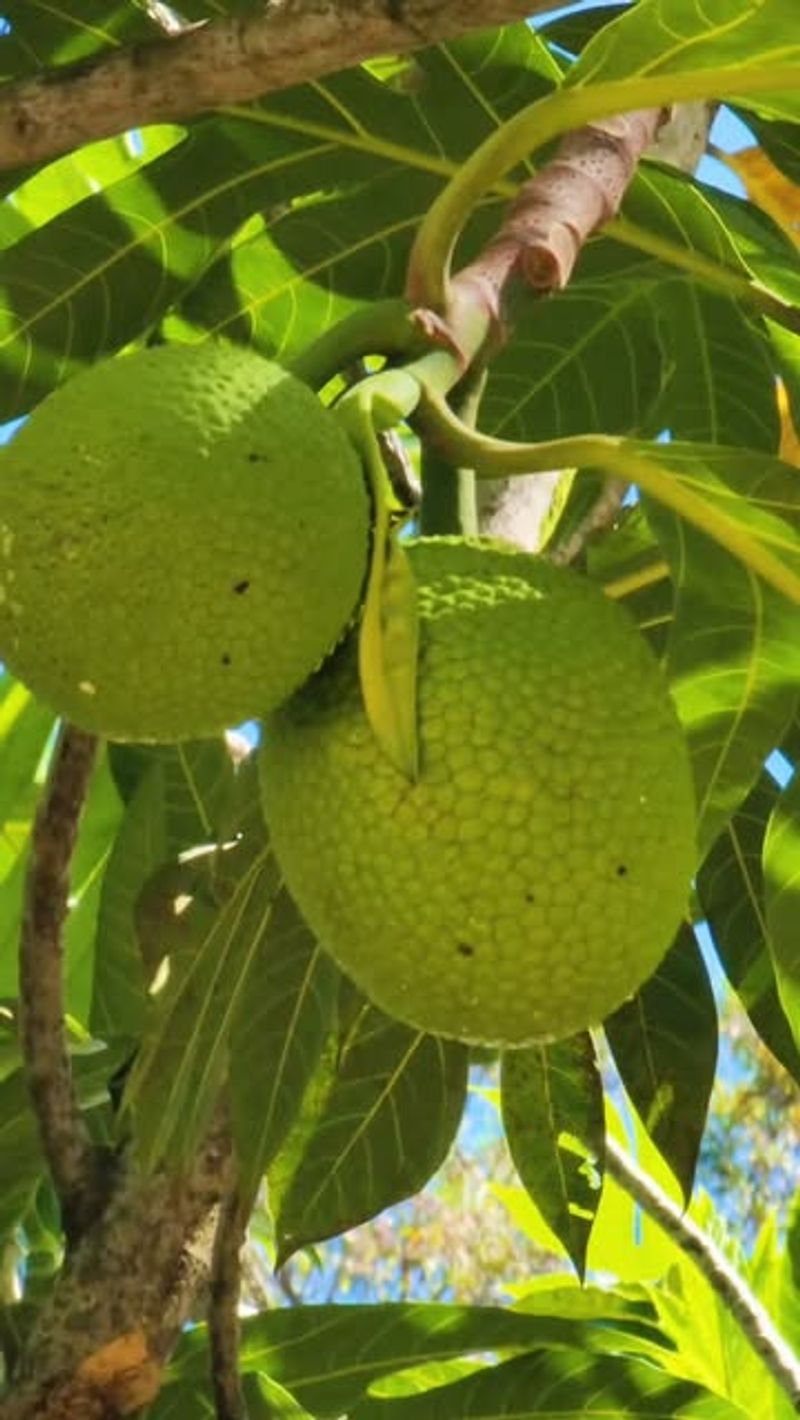 Breadfruit