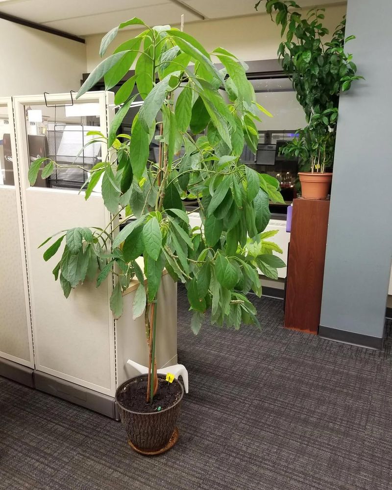 Avocado Trees
