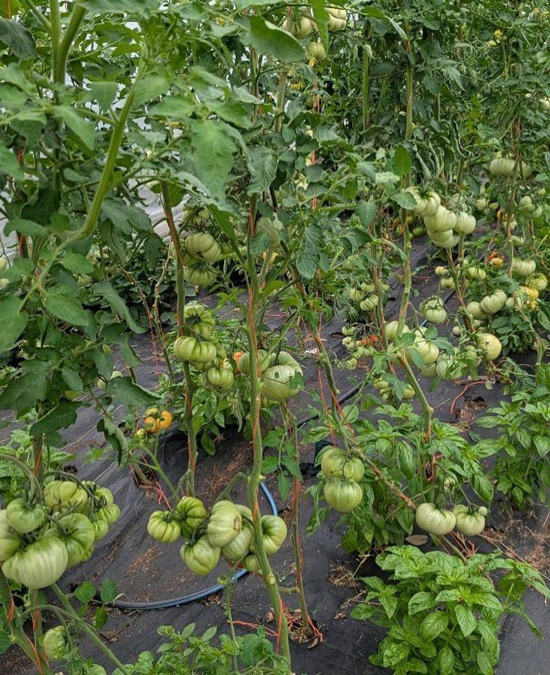 Previous Tomato Or Nightshade Planting Sites