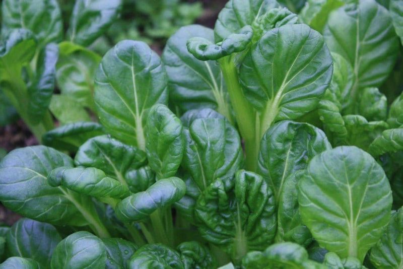 Asian Greens (Mizuna, Tatsoi, Bok Choy)