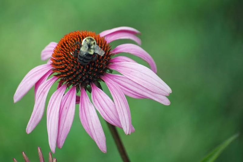 Plant Native Flowers As Natural Alternatives