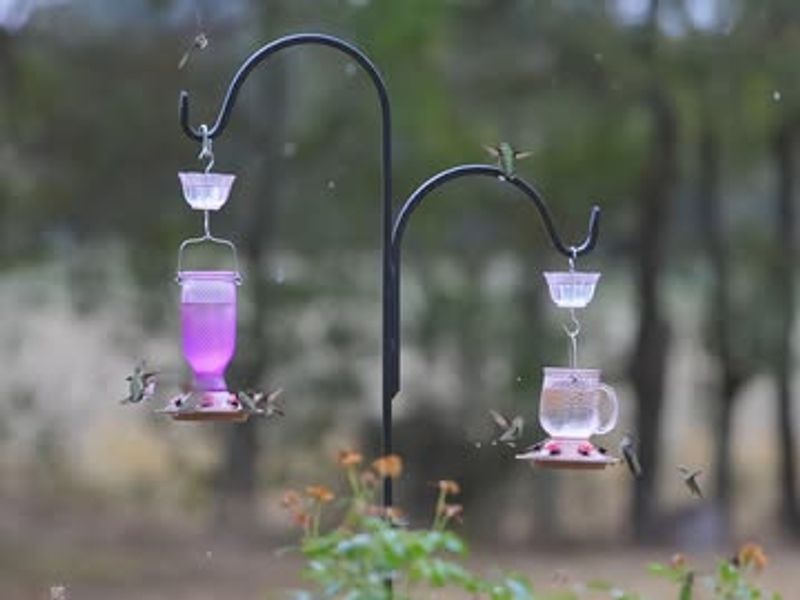 Plan To Rehang Feeders by Mid-March