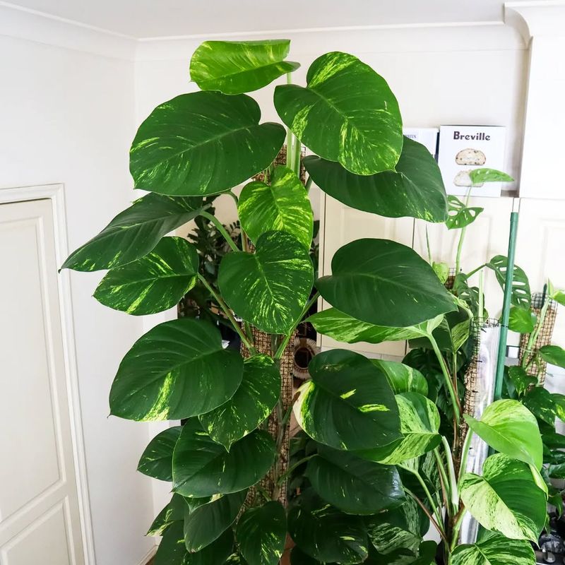 Gradually Transition Plants To Lower Light