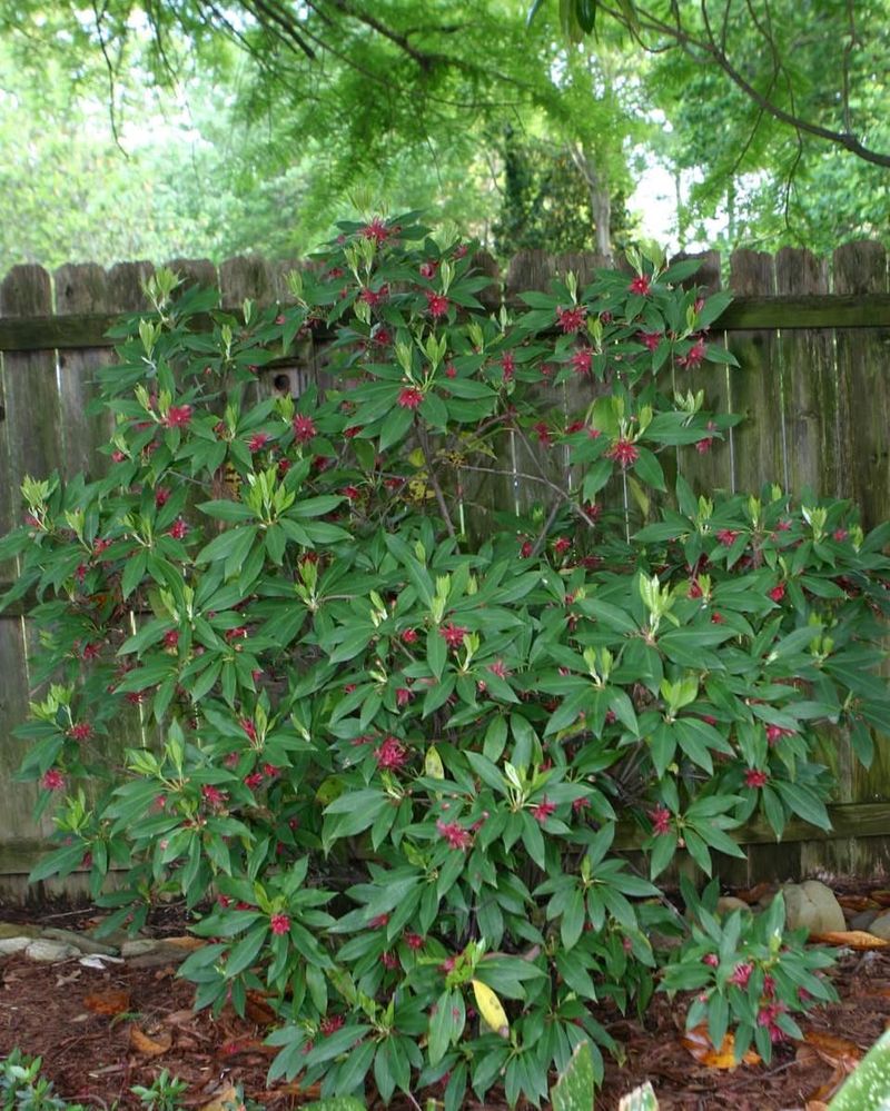 Plant Trees And Shrubs Now