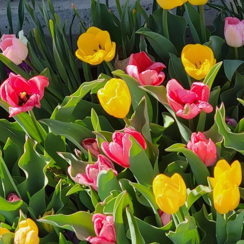 Plant Spring-Blooming Bulbs Now