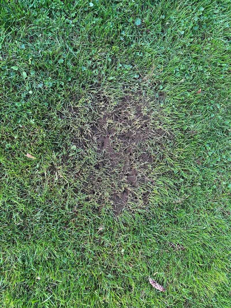 Deterring Common Lawn Pests