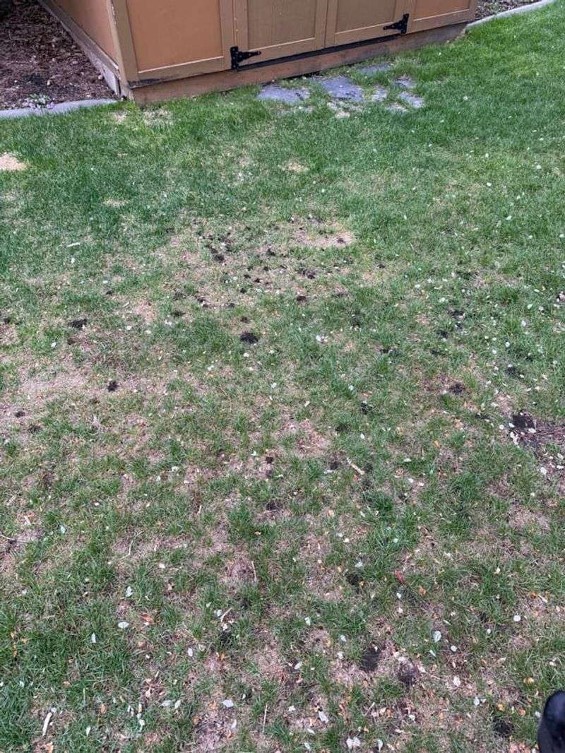 Deters Ants and Other Lawn Pests Naturally