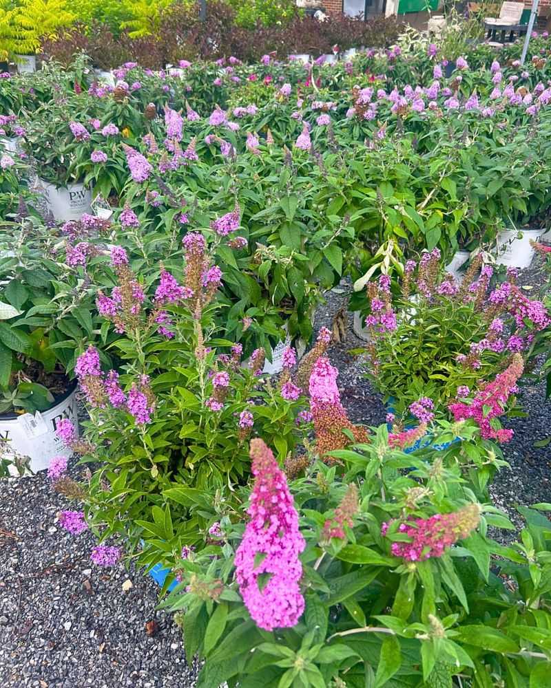 Butterfly Bush