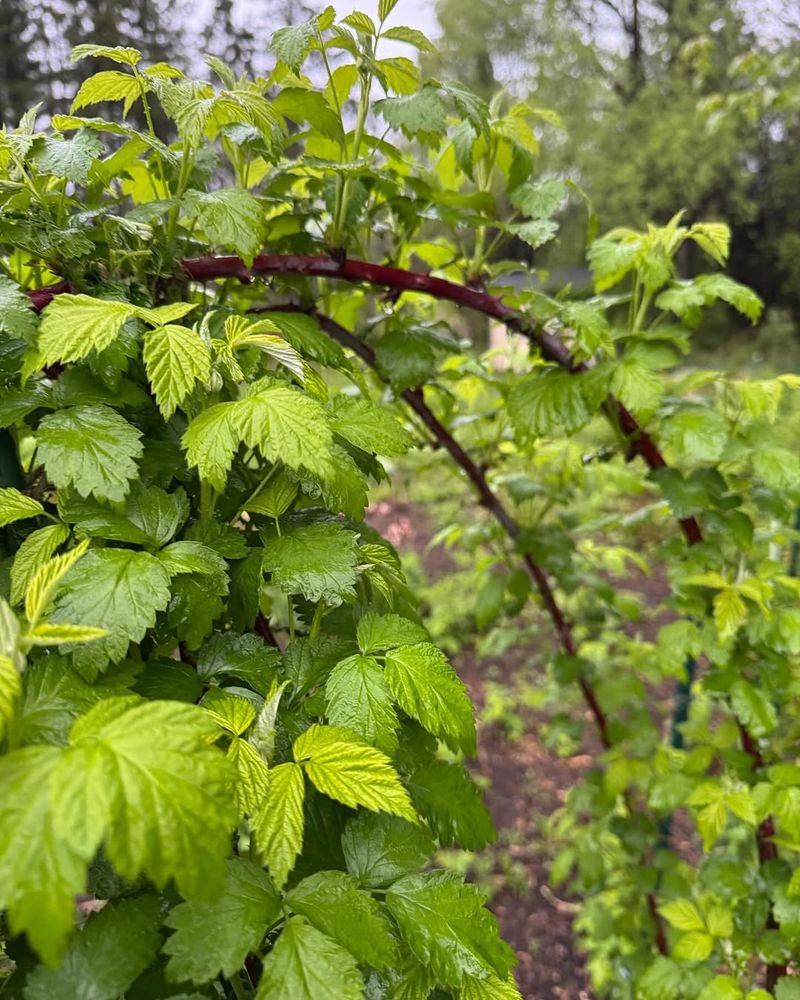 Raspberry Canes