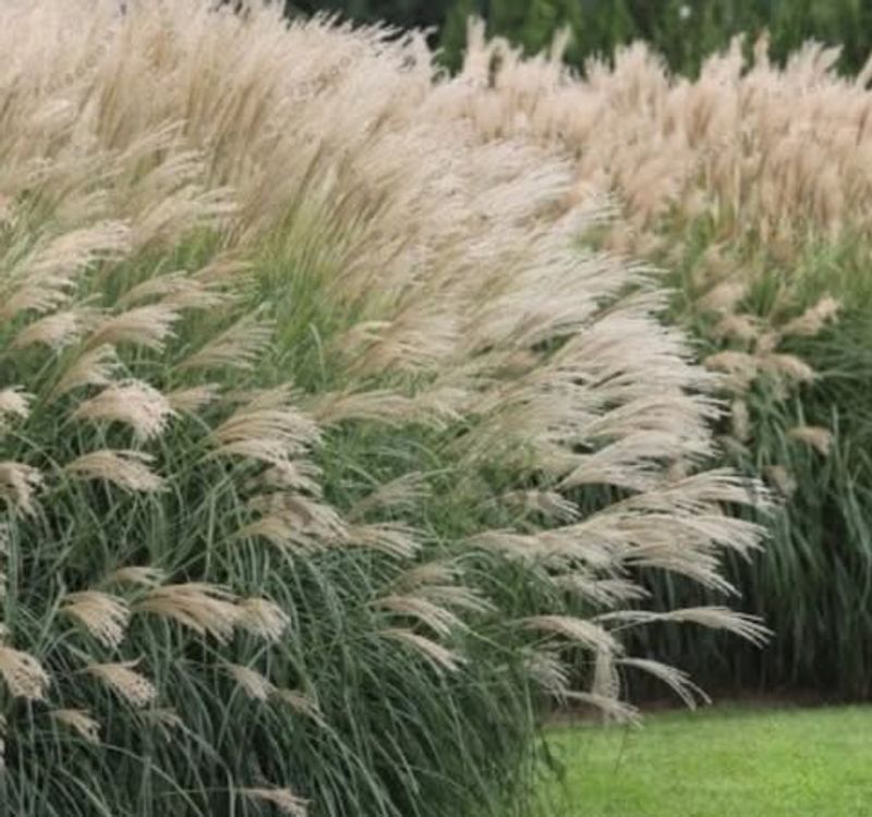 Ornamental Grasses