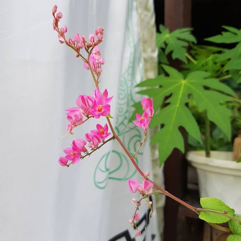Coral Vine (Antigonon leptopus)