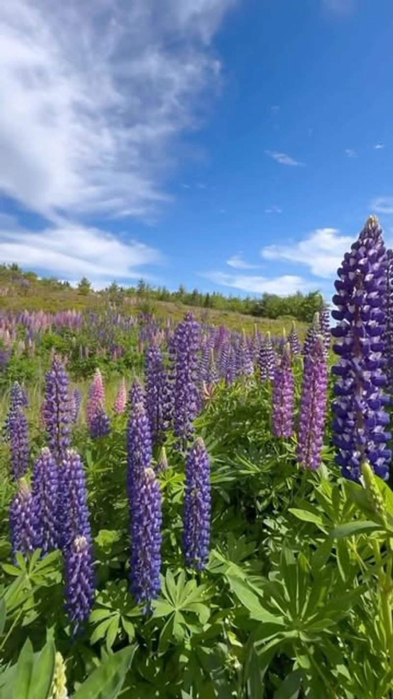 Lupine