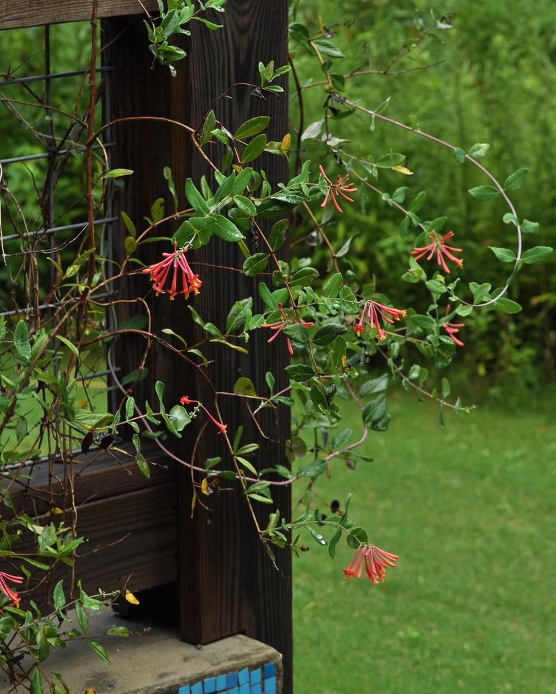Honeysuckle And Virginia Creeper