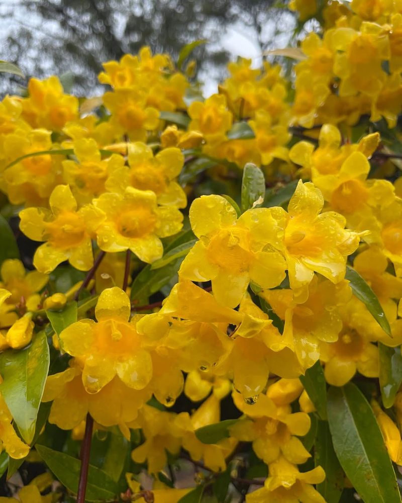 Carolina Jessamine: Georgia's State Flower