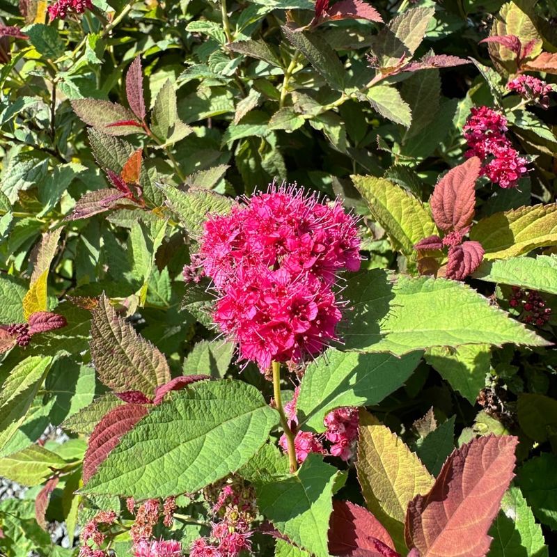 Spirea Shrubs
