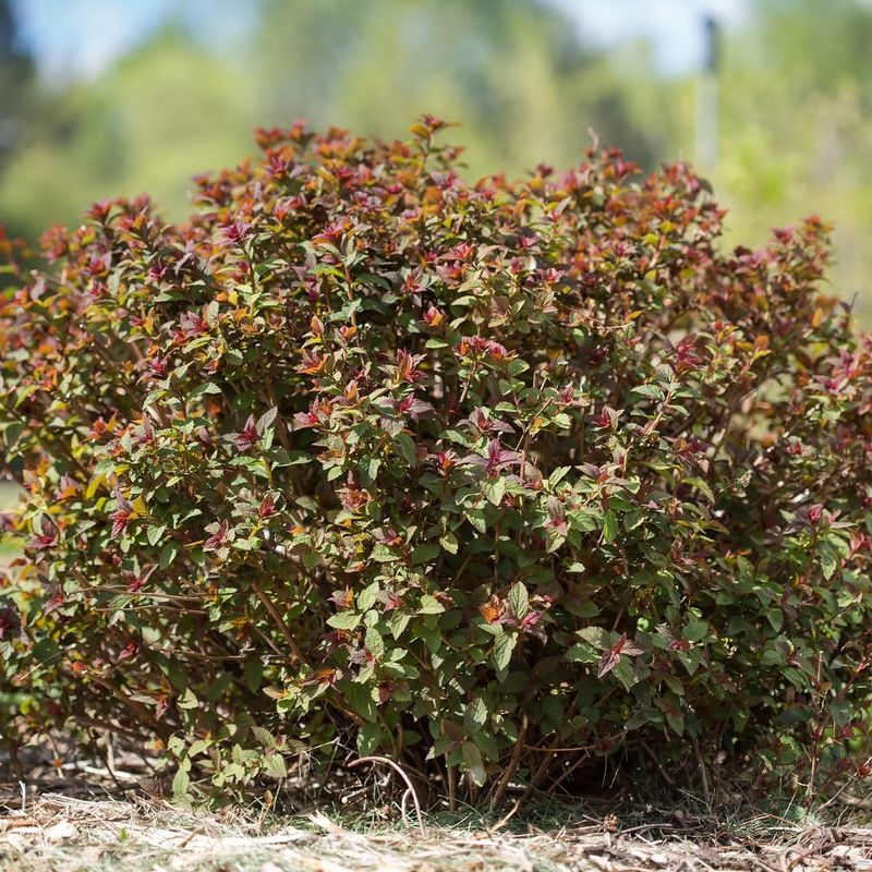 Spirea Shrubs