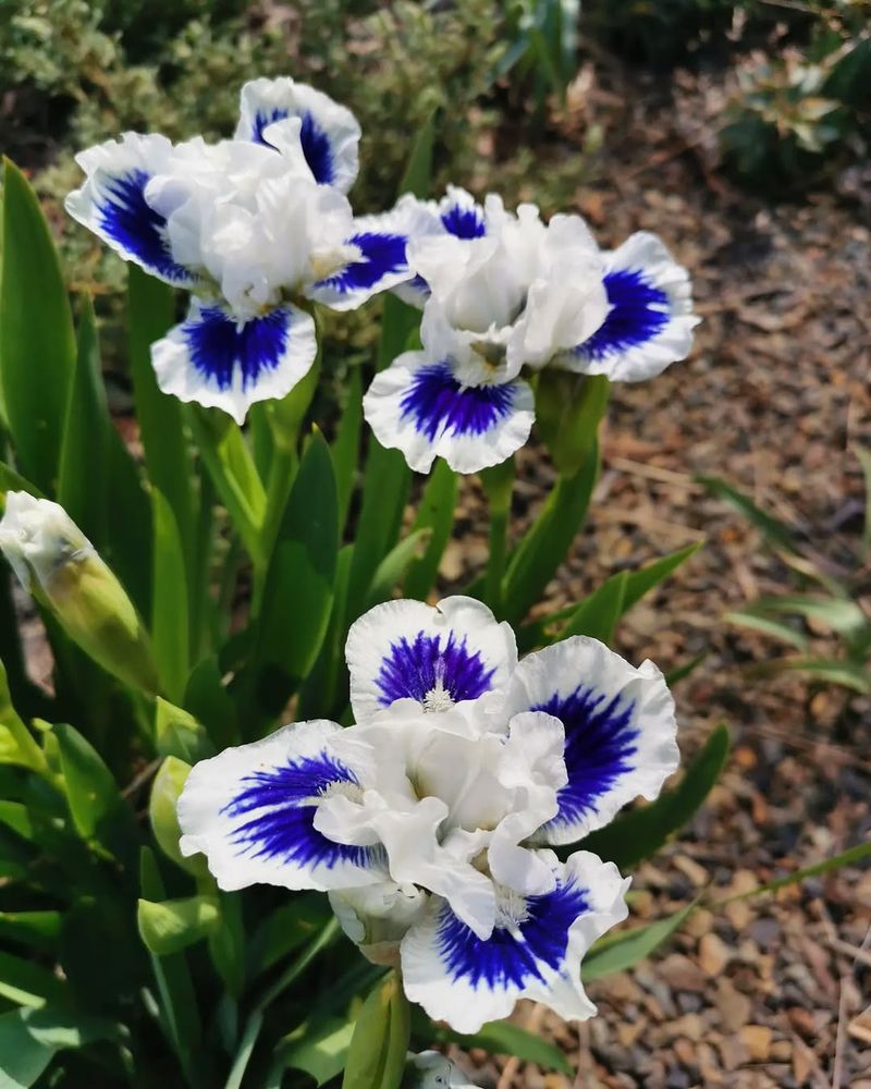 Iris