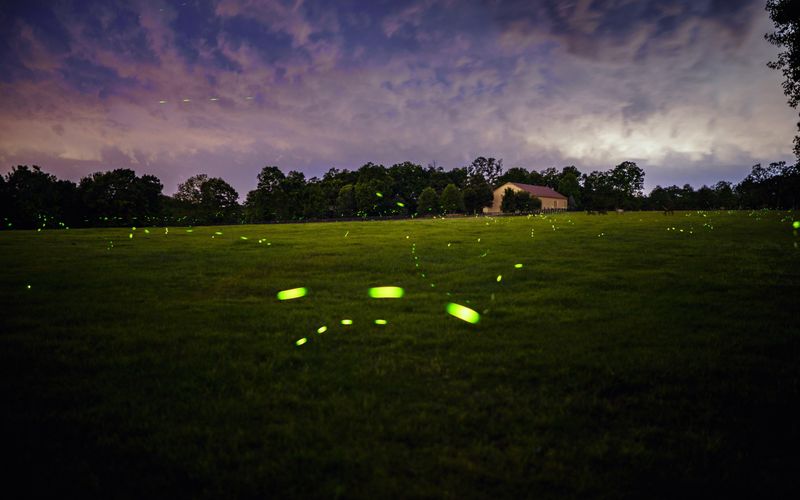 Mowing and Lawn Maintenance Destroys Larvae