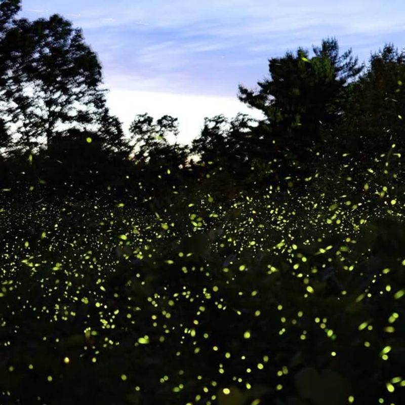 Invasive Plants Crowd Out Native Species