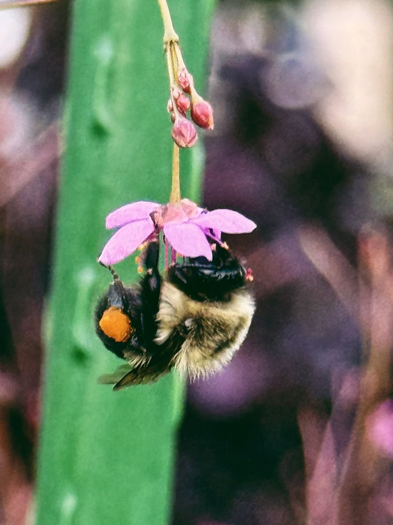 Varroa Mites And Parasites