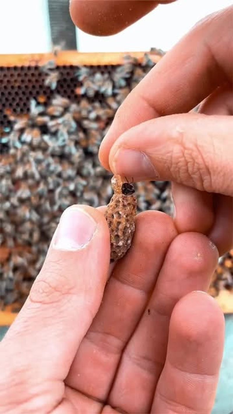 Mysterious Colony Collapse Disorder
