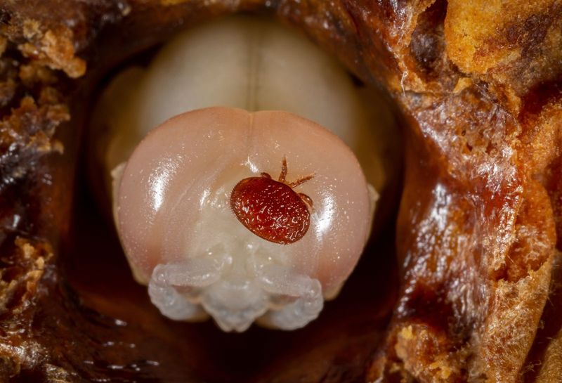 Parasites Like Varroa Mites Weaken Colonies