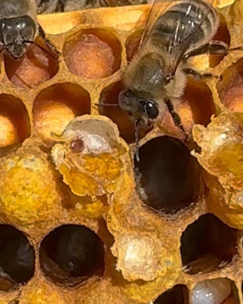 Varroa Mite Infestations