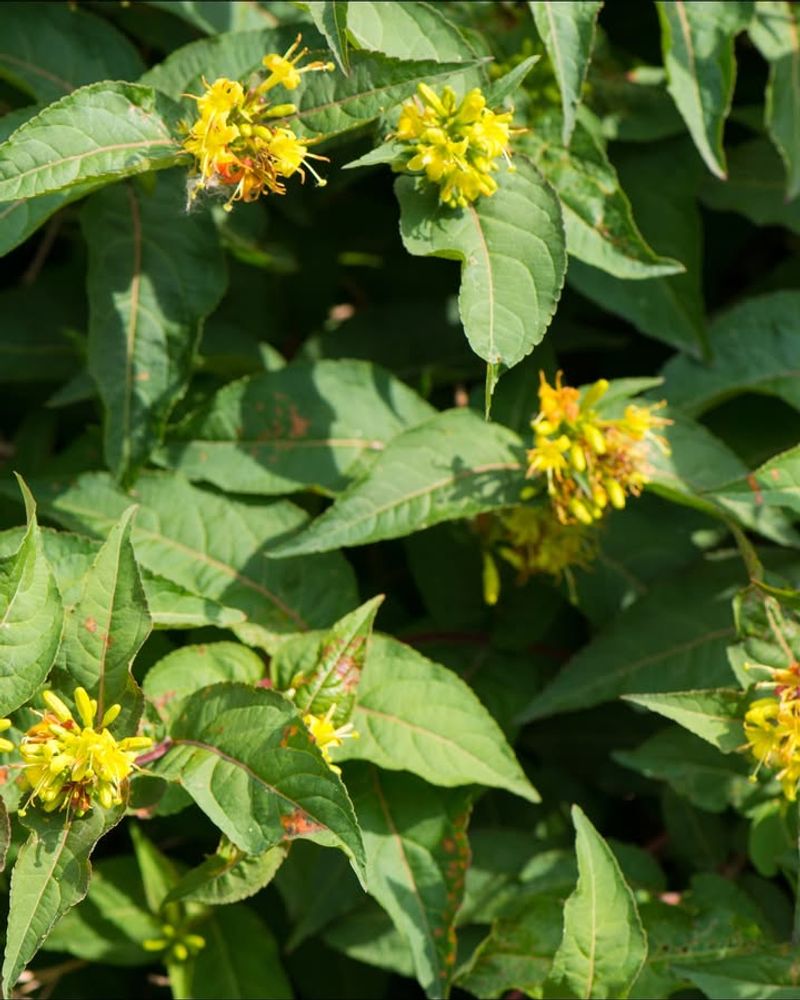 Invasive Plant Species
