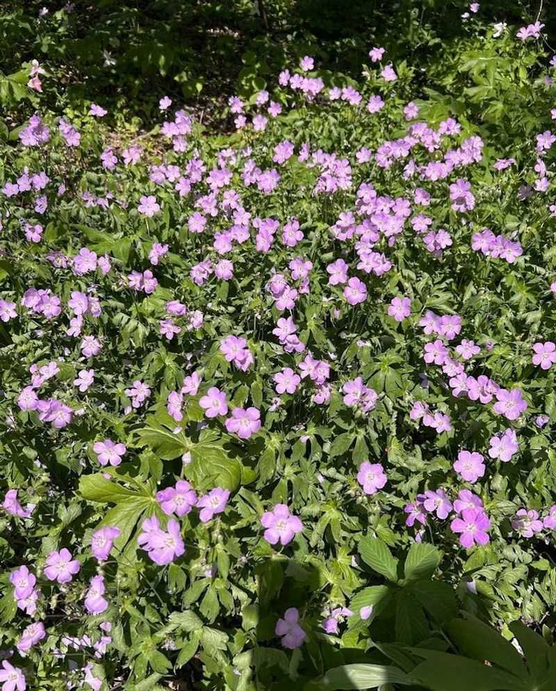 Monoculture Lawns Replacing Diverse Gardens