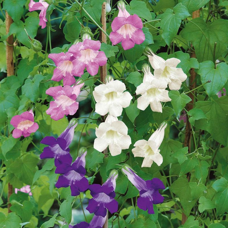 Climbing Snapdragon And Sweet Alyssum