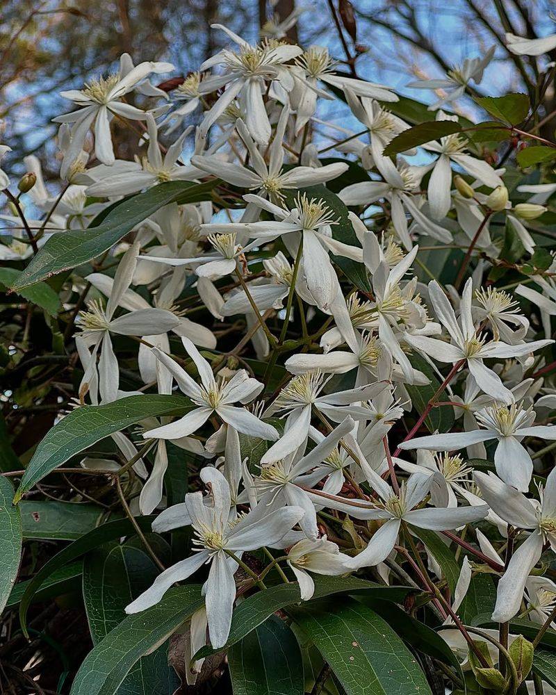 Evergreen Clematis: Winter Flowering Wonder