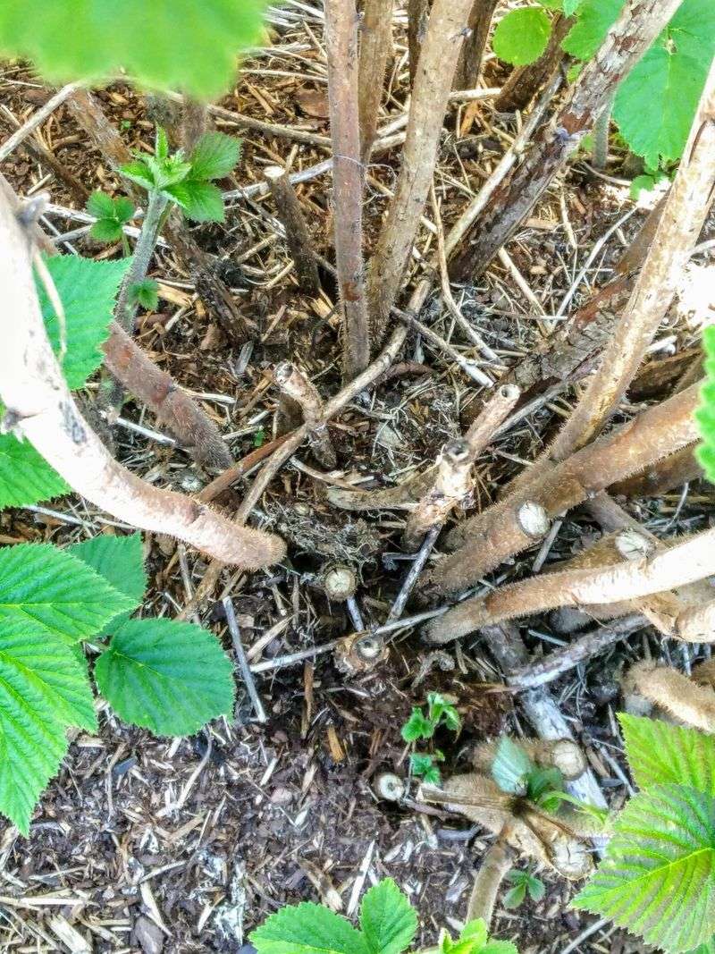 Raspberry Canes