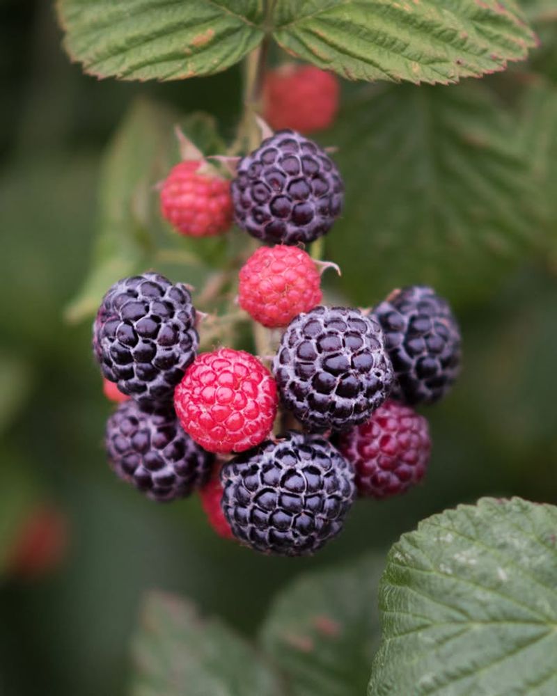 Raspberries and Blackberries