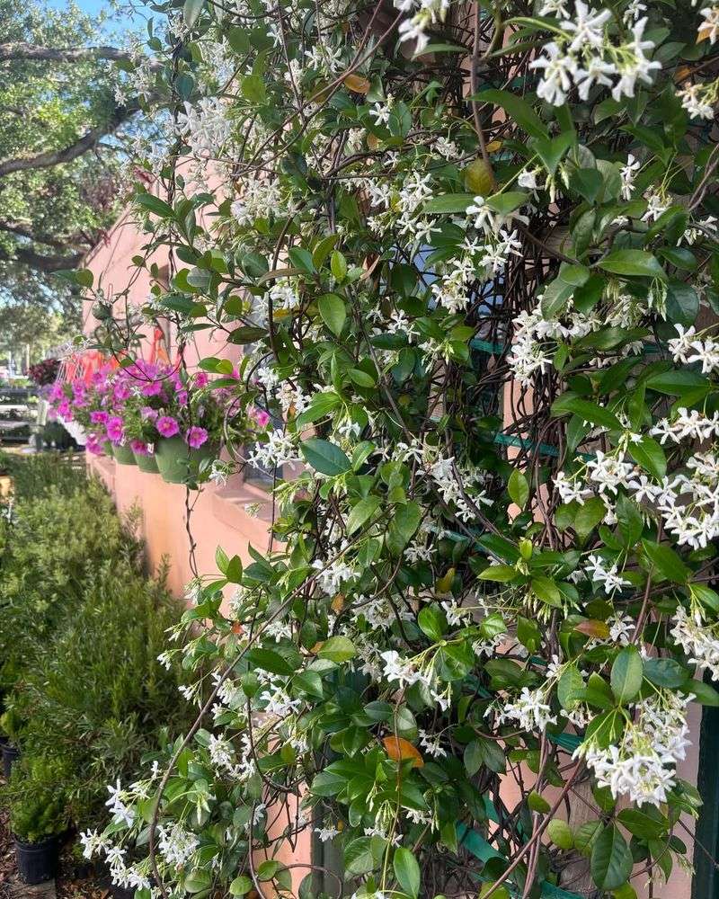 Jasmine And Confederate Jasmine