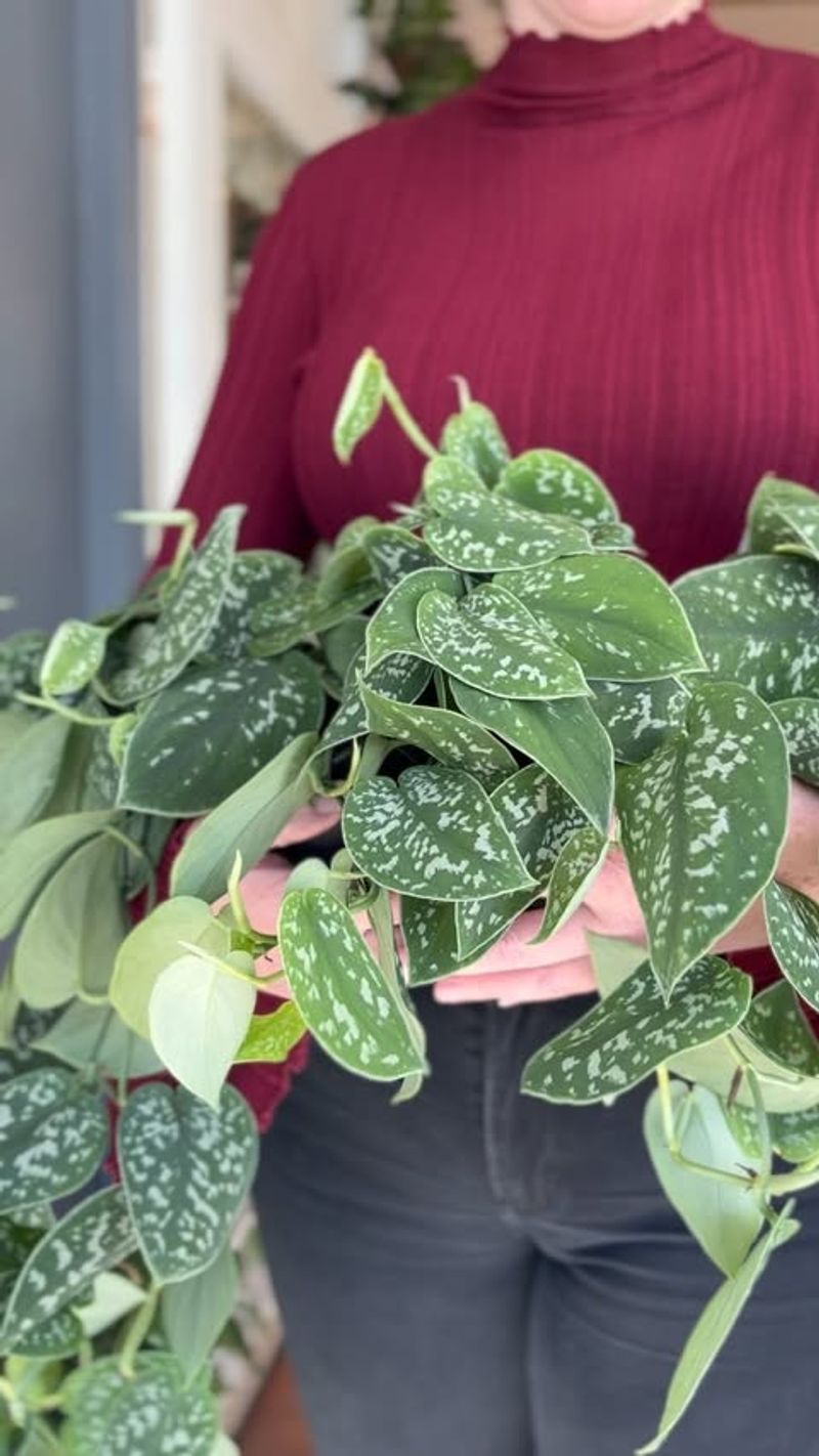 Scindapsus Pictus 'Satin Pothos'