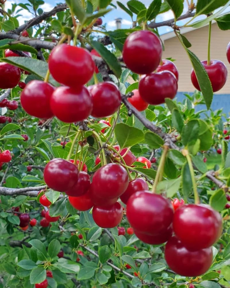 Dwarf Sour Cherries