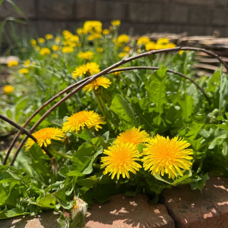 Dandelions
