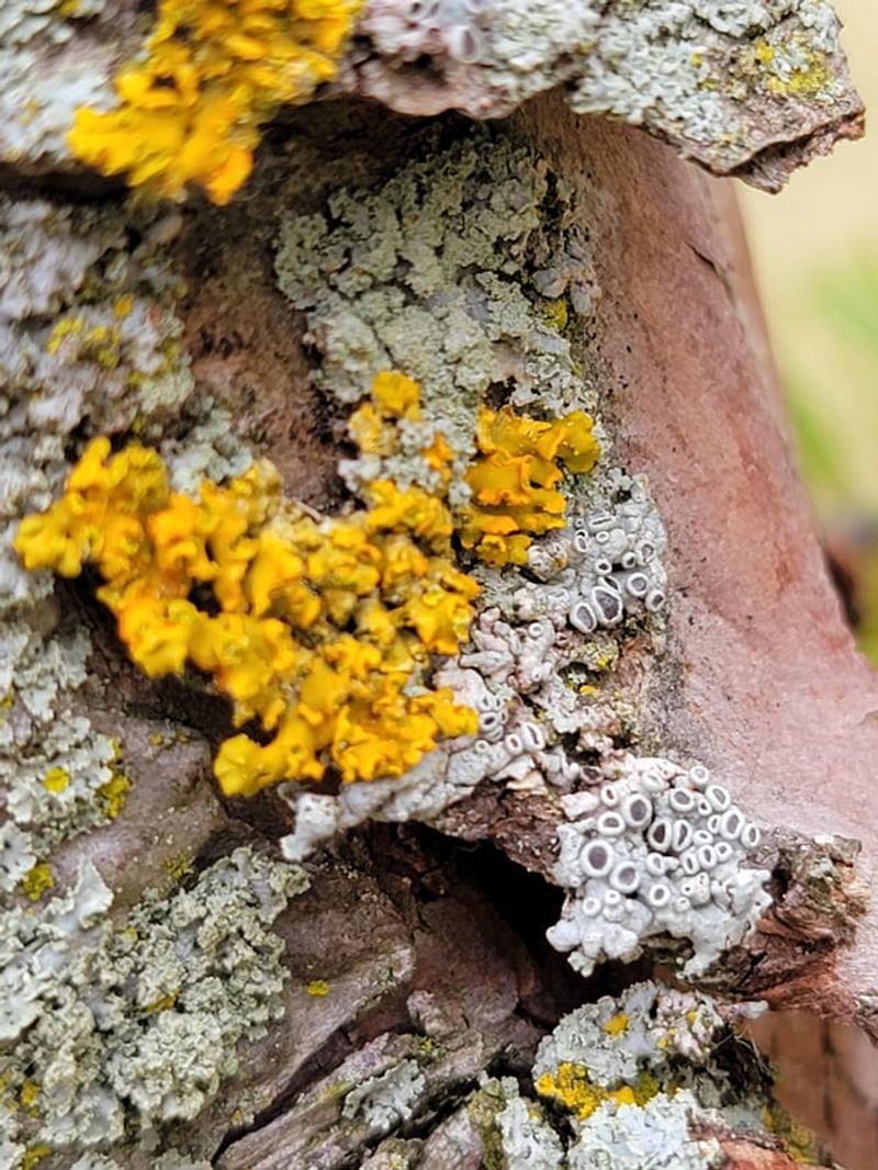 Moss And Lichen Formations