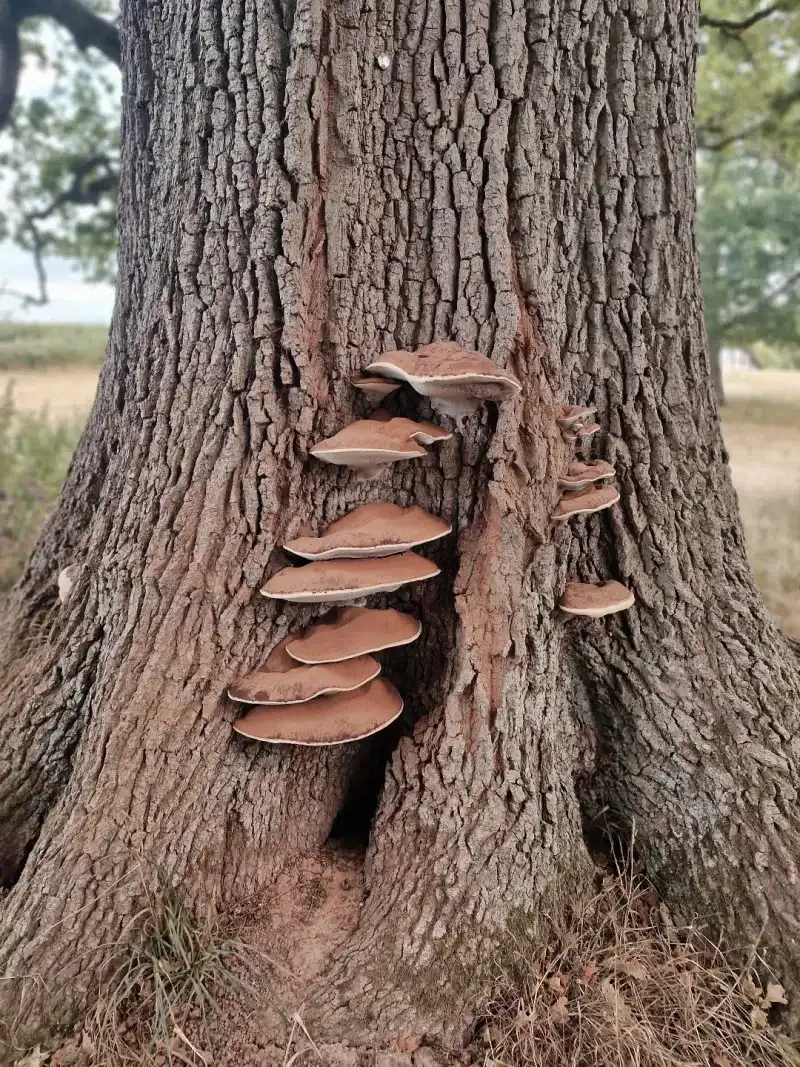 Bracket Fungi Clusters