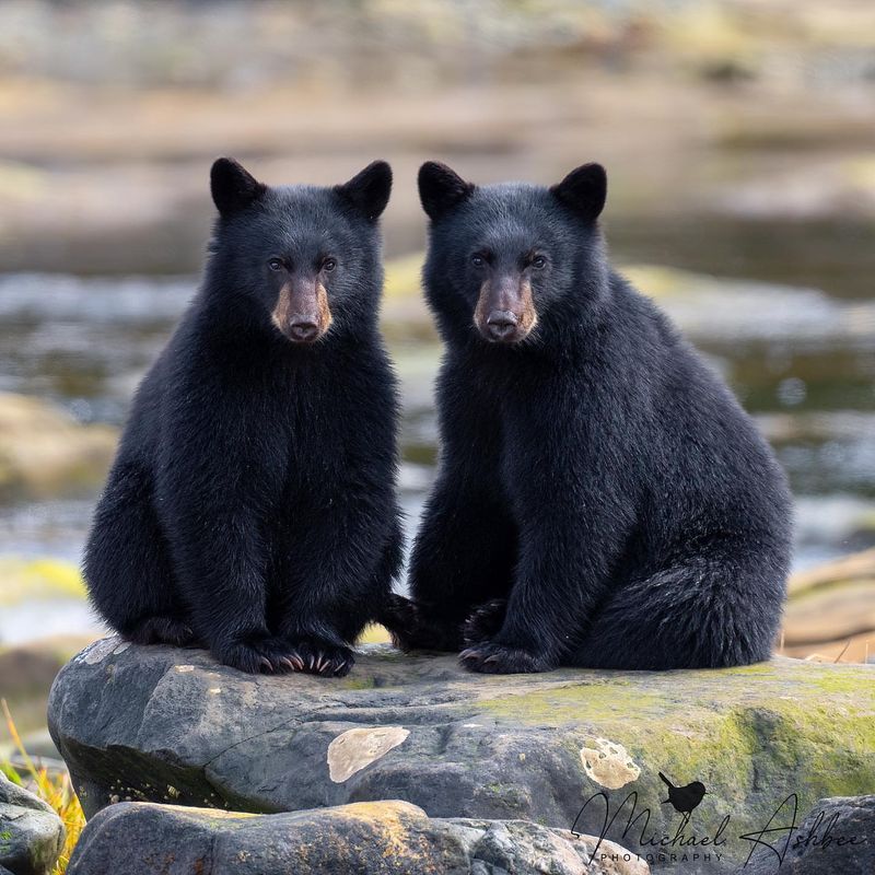 Black Bears
