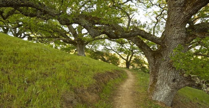 Valley Oaks: Ancient Sentinels Of California